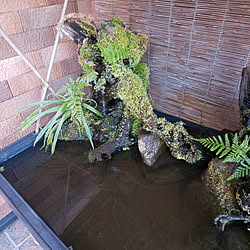 ミニビオトープのインテリア実例 Roomclip ルームクリップ ミニビオトープのインテリア実例 Roomclip ルームクリップ