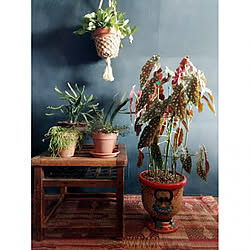 リプサリス ミクランサのインテリア実例 Roomclip ルームクリップ