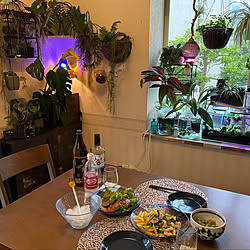 水草 種から育成中 水草の種 ダイソー 100均 アクアリウム などのインテリア実例 21 03 25 23 57 23 Roomclip ルームクリップ