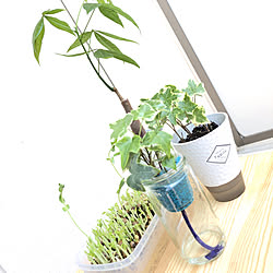 ベランダ/賃貸 1LDK/マンション暮らし/いいね&フォローありがとうございます☆/観葉植物...などのインテリア実例 - 2020-05-02 11:47:43
