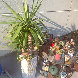 玄関/入り口/多肉寄せ植え/GREEN LIFE/gardening/NO GREEN NO LIFE...などのインテリア実例 - 2017-11-28 00:36:21
