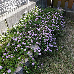 クリーピングタイム花が咲かない のインテリア実例 Roomclip ルームクリップ