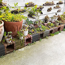 屋根 多肉植物 多肉花壇 梅雨対策 棚 などのインテリア実例 05 25 14 55 28 Roomclip ルームクリップ