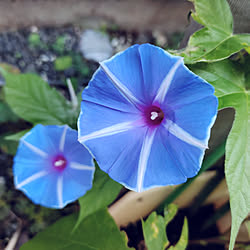 朝顔のインテリア実例 Roomclip ルームクリップ