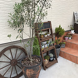 オリーブの鉢植えのインテリア実例 Roomclip ルームクリップ オリーブの鉢植えのインテリア実例 Roomclip ルームクリップ