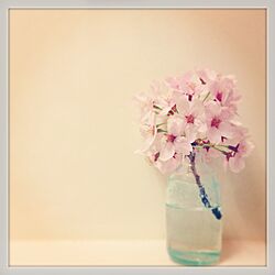 さくら/おみやげ/お花/拾い物/桜...などのインテリア実例 - 2015-04-04 23:10:55