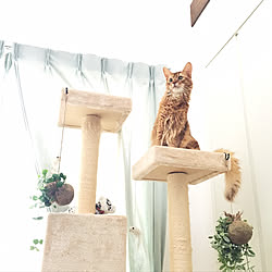 キャットタワー/北欧ナチュラル/ねこ部/ねこのいる日常/いいね!ありがとうございます♪...などのインテリア実例 - 2017-09-28 23:40:30
