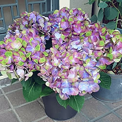 てんとう虫 紫陽花のおしゃれなアレンジ 飾り方のインテリア実例 Roomclip ルームクリップ