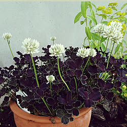 プリンセスクローバーのインテリア実例 Roomclip ルームクリップ