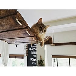 キャットウォーク 吊り橋のインテリア実例 Roomclip ルームクリップ