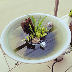 ミニビオトープのインテリア実例 Roomclip ルームクリップ ミニビオトープのインテリア実例 Roomclip ルームクリップ