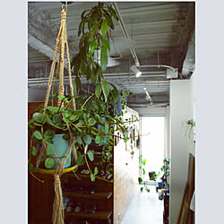 ヴィンテージ/インダストリアルに憧れて/観葉植物/DIY/土間...などのインテリア実例 - 2020-06-25 21:53:00
