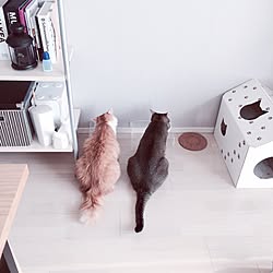 無印良品 猫の食事処のインテリア実例 Roomclip ルームクリップ