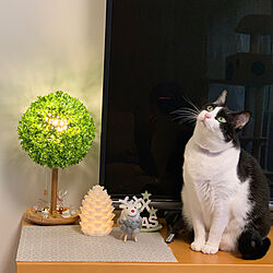ガラス細工の猫のインテリア実例 Roomclip ルームクリップ