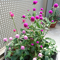 リビング 白のペンタス マリーゴールド 千日紅が可愛い 夏色の寄せ植え などのインテリア実例 16 06 14 59 38 Roomclip ルームクリップ