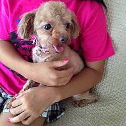 ティーカッププードルのインテリア実例 Roomclip ルームクリップ