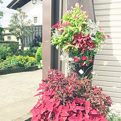 四季折々の花のある暮らしのインテリア実例 Roomclip ルームクリップ
