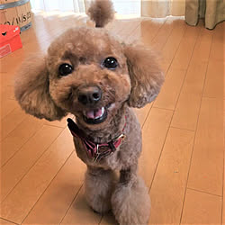 フロアコーティングならグッドライフ/フロアコーティング/愛犬家住宅コーディネーター/ドッグライフコート/ペット用コーティング...などのインテリア実例 - 2020-08-06 11:59:25