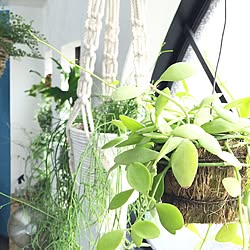 机/植物/植物のある暮らし/ボタニカルライフ/グリーンディスプレイ...などのインテリア実例 - 2016-06-14 08:43:18