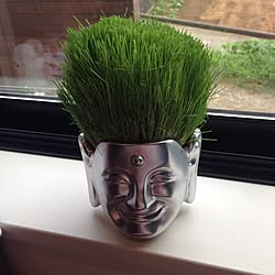 観葉植物 髪の毛が生えましたのインテリア実例 Roomclip ルームクリップ