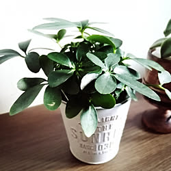 棚/カポック♡/観葉植物大好き❤︎/300円SHOP/緑がある暮らし...などのインテリア実例 - 2020-02-04 22:40:22
