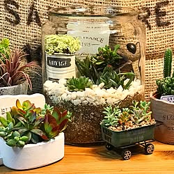 多肉植物寄せ植え ガラス容器のインテリア実例 Roomclip ルームクリップ 多肉植物寄せ植え ガラス容器のインテリア実例 Roomclip ルームクリップ