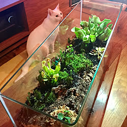 NO GREEN NO LIFE/里山/保護猫/パルダリウムもどき/観葉植物...などのインテリア実例 - 2018-08-14 19:50:07