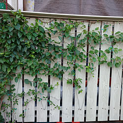 Diy ｻﾎﾞﾃﾝと思ったらｽﾀﾍﾟﾘｱだった のインテリア 手作りの実例 Roomclip ルームクリップ