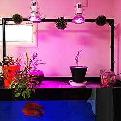 植物育成ledライト 吊り下げ観葉植物 コーナン 観葉植物 一人暮らし などのインテリア実例 11 08 09 49 38 Roomclip ルームクリップ 植物育成ledライト 吊り下げ観葉植物 コーナン 観葉植物 一人暮らし などのインテリア実例 11 08 09 49 38 Roomclip ルームクリップ