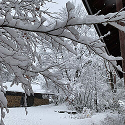 庭/雪/季節を楽しむ/玄関/入り口/雪景色のインテリア実例 - 2021-11-27 08:39:27