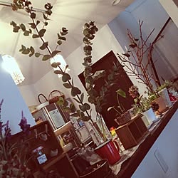 ユーカリ 鉢植えのインテリア実例 Roomclip ルームクリップ