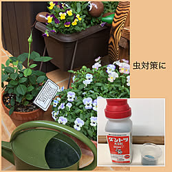 虫対策 観葉植物 玄関 入り口 ユーカリポポラス ユーカリ などのインテリア実例 06 23 17 26 26 Roomclip ルームクリップ