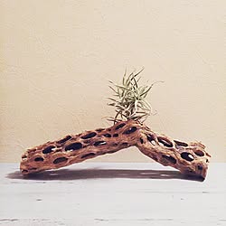 カクタススケルトンのインテリア実例 Roomclip ルームクリップ カクタススケルトンのインテリア実例 Roomclip ルームクリップ