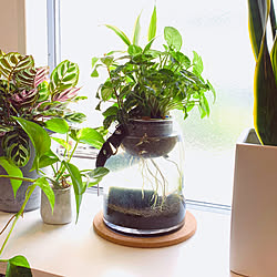 水耕栽培 メダカのいる暮らしのおしゃれなアレンジ 飾り方のインテリア実例 Roomclip ルームクリップ