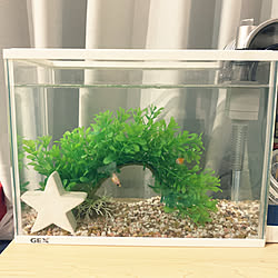 スポンジボブ水槽のインテリア実例 Roomclip ルームクリップ