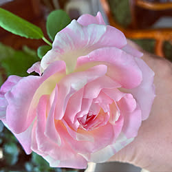 グリーン/癒し/薔薇/ベランダガーデン/挿し芽...などのインテリア実例 - 2019-11-25 11:46:01
