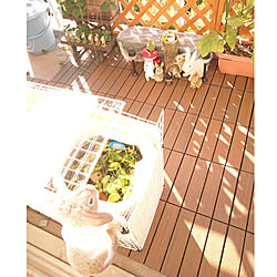 睡蓮鉢 ナガバオモダカのおしゃれなアレンジ 飾り方のインテリア実例 Roomclip ルームクリップ 睡蓮鉢 ナガバオモダカのおしゃれなアレンジ 飾り方のインテリア実例 Roomclip ルームクリップ