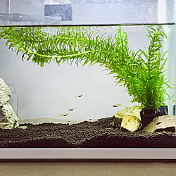 水槽 アナカリスのインテリア実例 Roomclip ルームクリップ