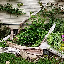 流木オブジェ ガーデニング 庭 Diyのインテリア実例 16 04 02 17 24 34 Roomclip ルームクリップ