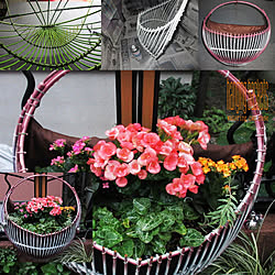 いいね不要です(◍•ᴗ•◍)/植物に囲まれ隊/植物/植物のある暮らし/吊り下げカゴ...などのインテリア実例 - 2020-08-17 18:54:47