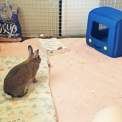 うさぎ ラビットケージのインテリア実例 Roomclip ルームクリップ