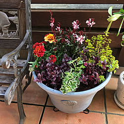 フレンチマリーゴールドのインテリア実例 Roomclip ルームクリップ