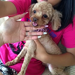 ティーカッププードルのインテリア実例 Roomclip ルームクリップ