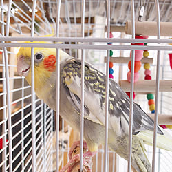 リビング/お友達になれるかな…/オカメインコ/セキセイインコ/インコのいる暮らし...などのインテリア実例 - 2018-08-22 07:16:14