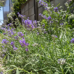 コットンラベンダーのインテリア実例 Roomclip ルームクリップ