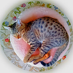 外壁塗装ソムリエ/オシキャット/オシキャット子猫/アンティークという名の猫/ヒョウ柄猫...などのインテリア実例 - 2018-05-09 20:38:43