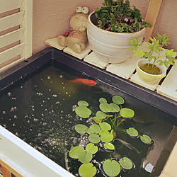 玄関 入り口 金魚さん長生き ビオトープ 金魚すくいの金魚 ソーラー式エアポンプ などのインテリア実例 18 05 24 19 56 51 Roomclip ルームクリップ