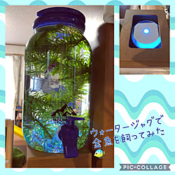 金魚飼い始めました♡/金魚の水槽/金魚水槽/セリアライトもとても綺麗です♪/セリアライト...などのインテリア実例 - 2020-07-25 18:48:29