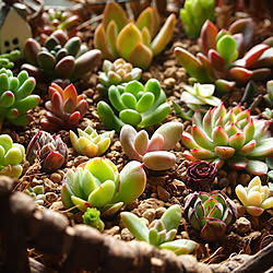 棚/多肉植物/多肉寄せ植え♡/賃貸でも楽しく♪/フォロワー様に感謝です !...などのインテリア実例 - 2018-01-28 17:38:54