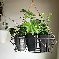 ワイヤーバスケット/ig→hitorururu/植物のあり過ぎる暮らし/賃貸/築20年...などのインテリア実例 - 2018-09-08 19:12:26